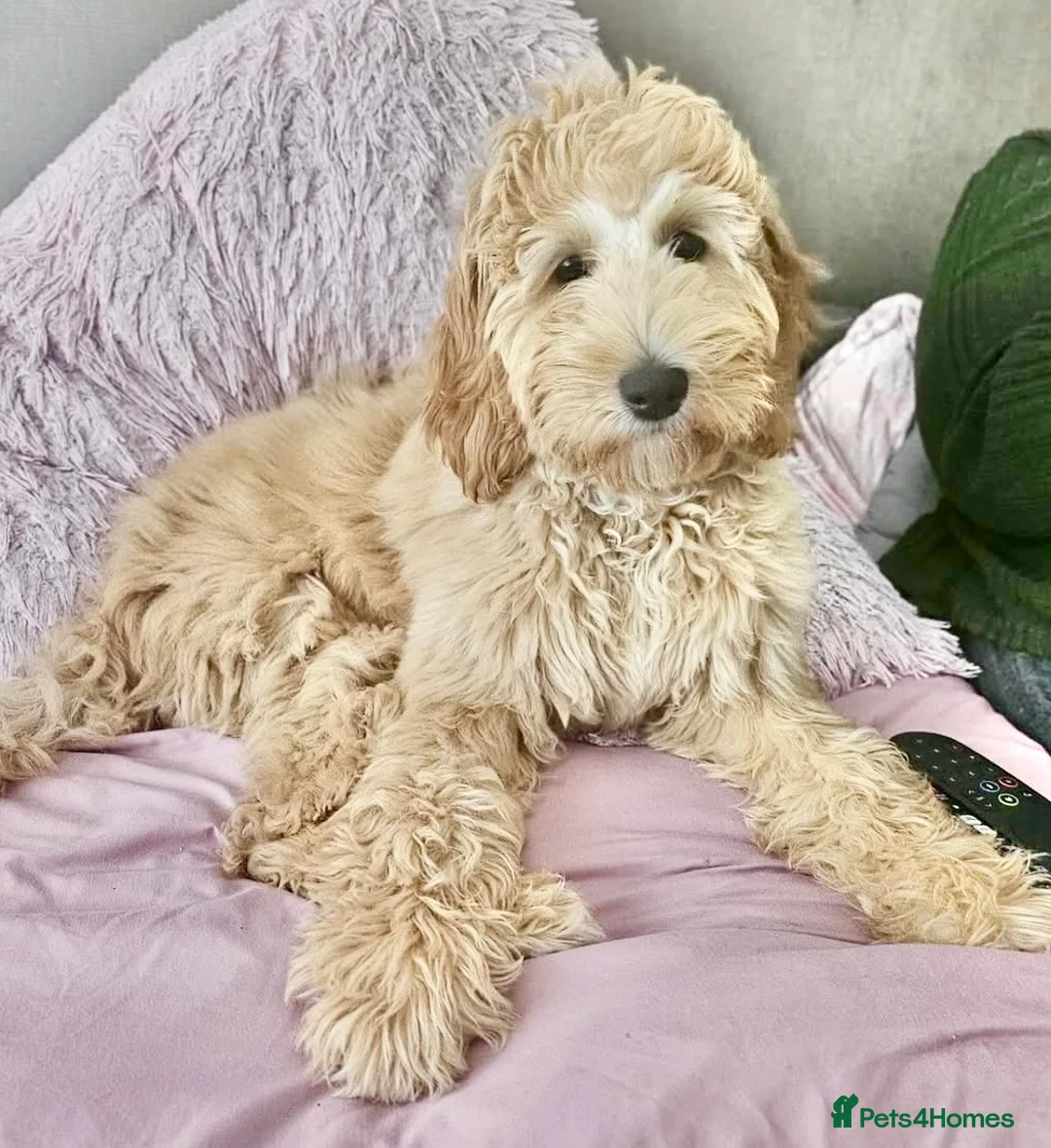Goldendoodle dogs for sale: WAITING LIST- Australian Labradoodle RED&White TUX - Advert 9