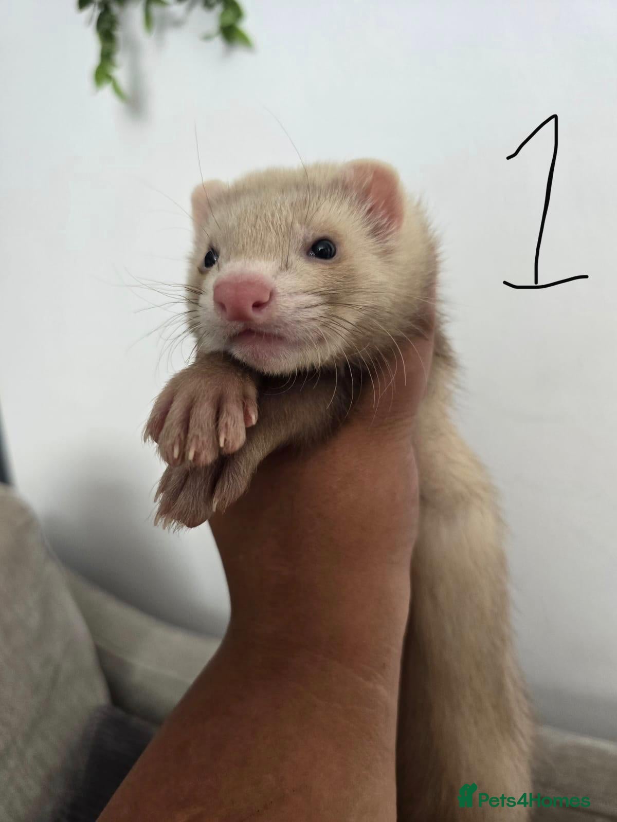 Ferret rodents Stunning part angora kits for sale - Advert 2