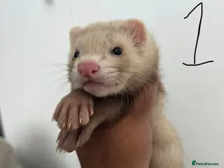 Ferret rodents Stunning part angora kits for sale - Advert 1