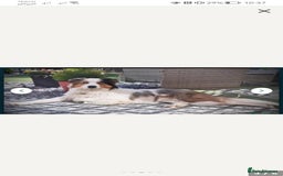 Border Collie dogs for stud: Dog for Stud - Image 5