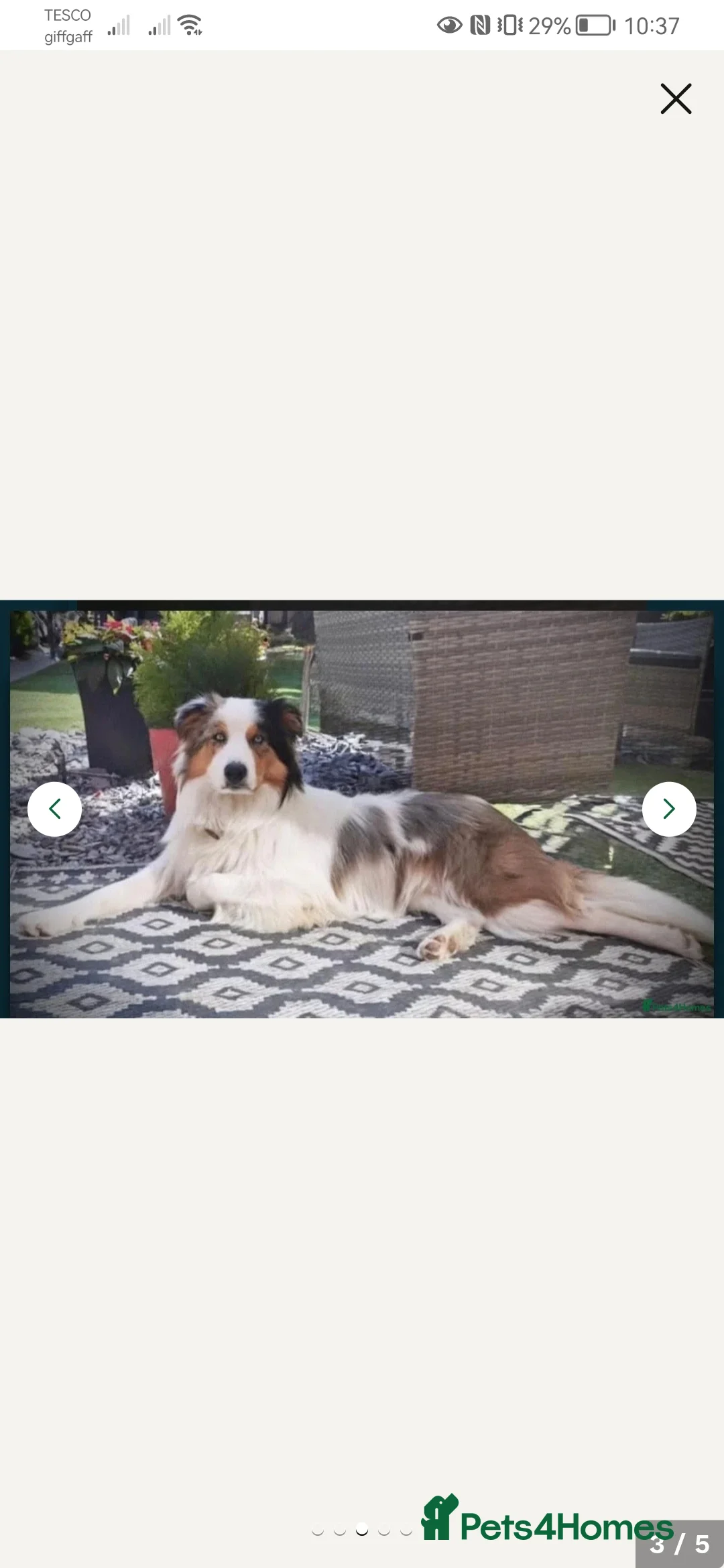 Border Collie dogs for stud: Dog for Stud - Advert 5