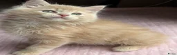 Ragdoll cats for sale: £950 Full pedigree Tica Ready now  - Advert 25
