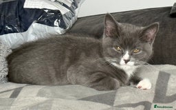 British Shorthair cats for sale: REDUCED Beautiful bi colour BSH 1 girl ready now  - Image 20