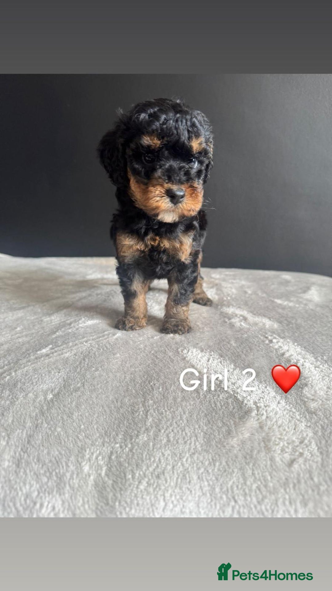 Cockapoo dogs for sale: F1 Cockapoo Puppies. - Image 9