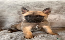 Belgian Shepherd Dog dogs for sale: Dutch Herder Puppies  - Image 7