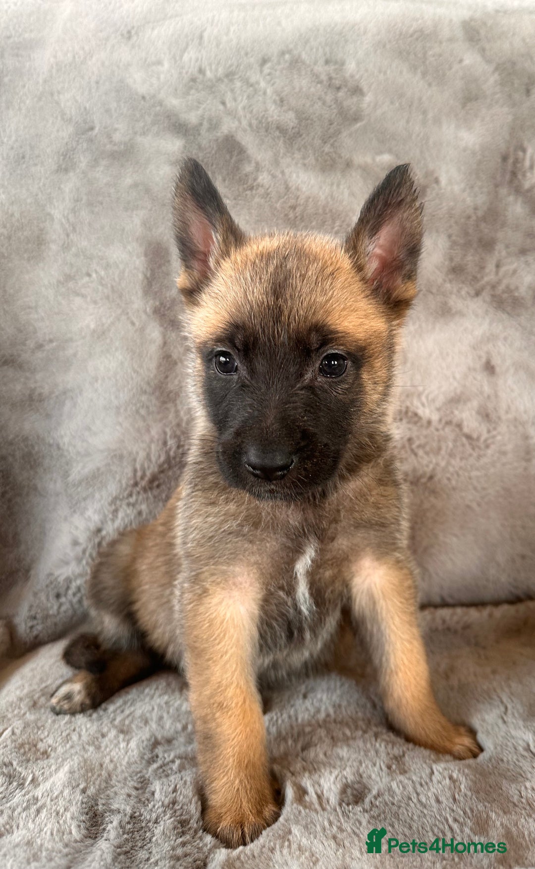 Belgian Shepherd Dog dogs for sale: Dutch Herder Puppies  - Image 7