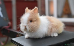 Lionhead rabbits for sale: Baby Lionhead Male Looking For New Home - Image 5
