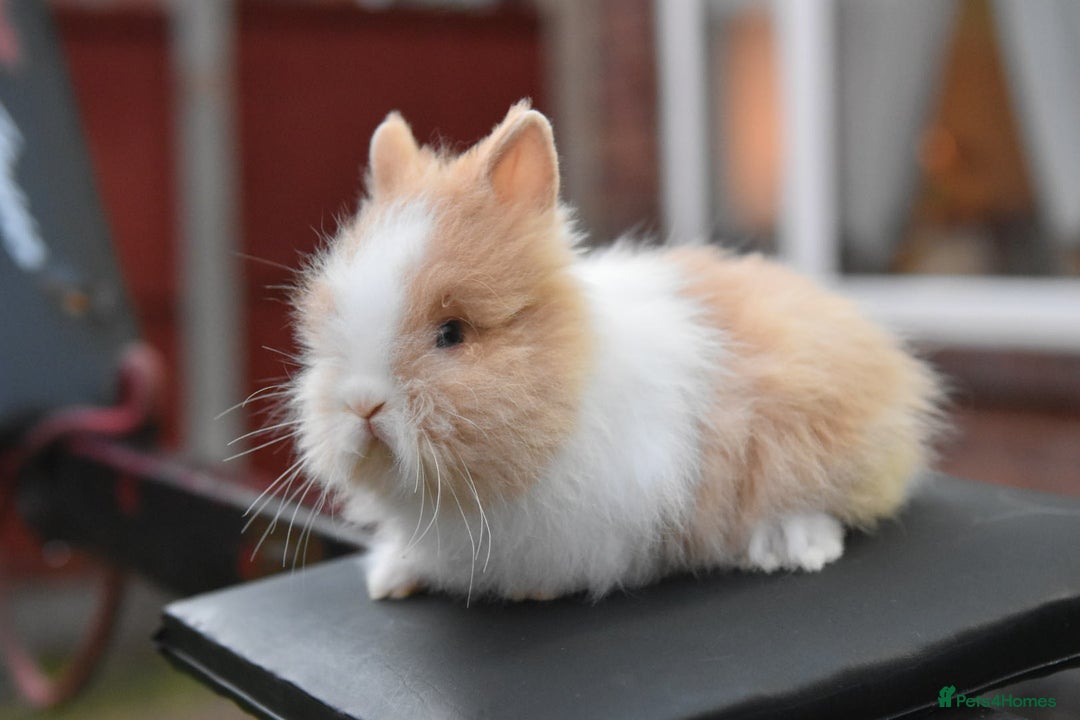 Lionhead rabbits for sale: Baby Lionhead Male Looking For New Home - Image 5