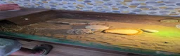 Tortoise reptiles for sale: Dwarf Hermans tortoise full set up - Advert 4
