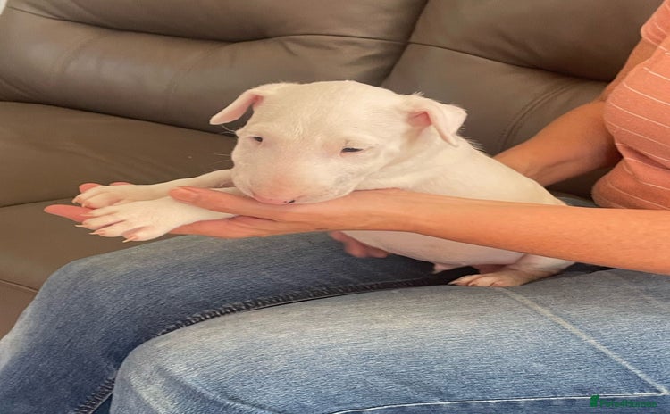English Bull Terrier dogs - Advert 1