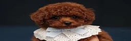 Toy Poodle dogs for sale: TOY POODLE, FULL ASIAN LINE MAHOGANY BOY  - Advert 3