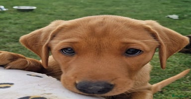 Labrador Retriever dogs - Advert 14