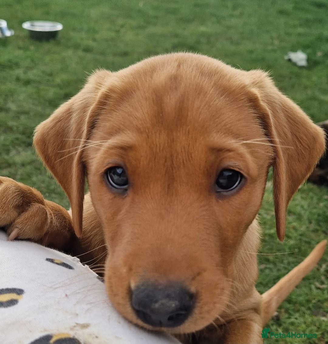 Labrador Retriever dogs for sale: KC Reg Fox-red Lab puppies, working type - Image 2