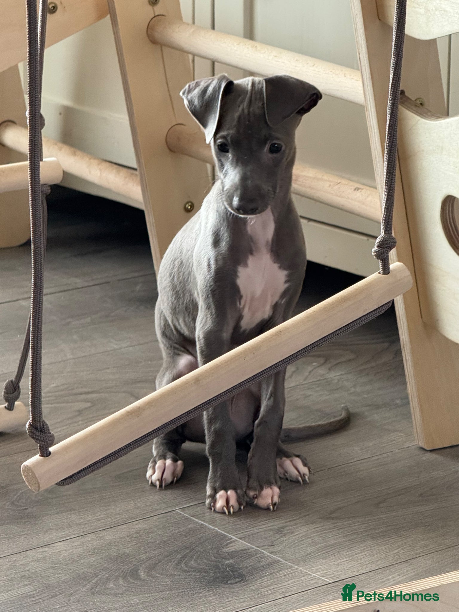 Italian Greyhound dogs Blue Italian Greyhound Pups Ready Now  - Advert 1