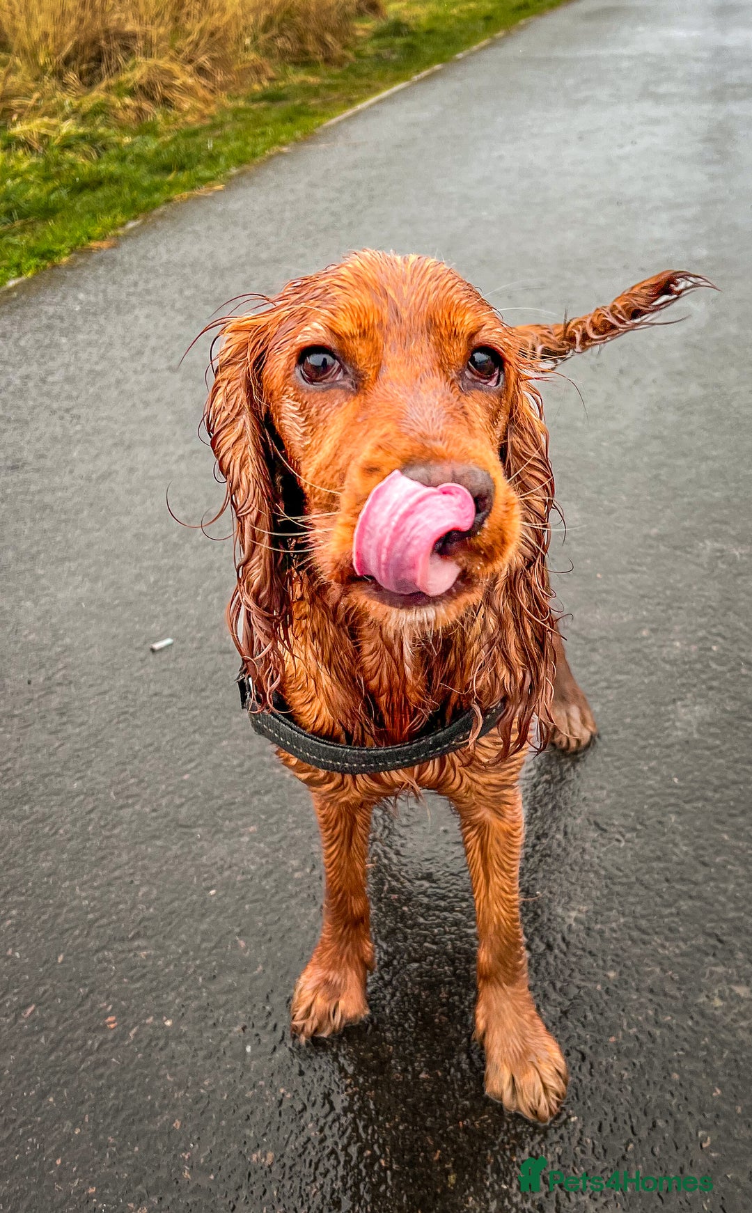 Cocker Spaniel dogs for sale: Cocker spaniel Ruby - Advert 4