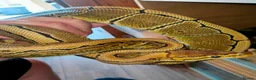 Python Snake reptiles for sale: Ball pythons  - Advert 2