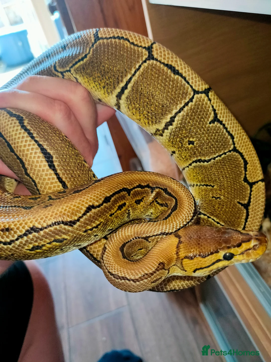 Python Snake reptiles for sale: Ball pythons  - Advert 2