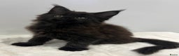 Maine Coon cats for sale: TICA stunning male black kitten Maine Coon XXL - Advert 7