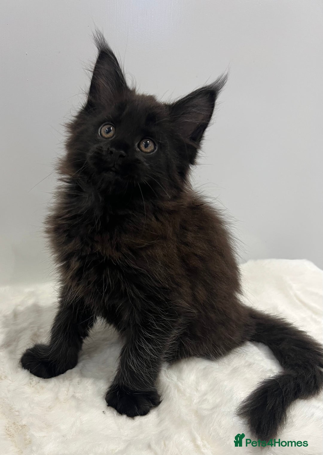 Maine Coon cats for sale: TICA stunning male black kitten Maine Coon XXL - Advert 7