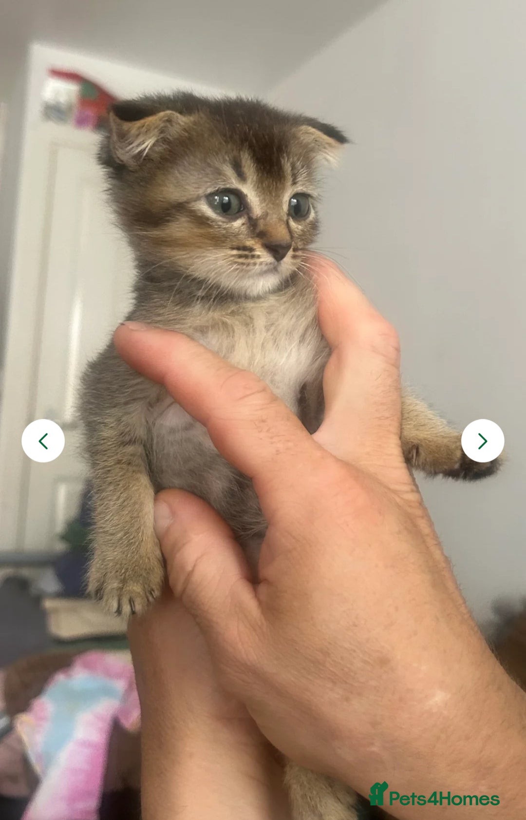 Mixed Breed cats for sale: 3 gorgeous kittens ready now Scottish fold mix - Image 21