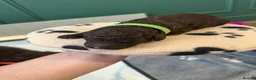 Cockapoo dogs for sale: 🤎 Premium Chocolate Cockapoo 🤎 in Worcester - Advert 15