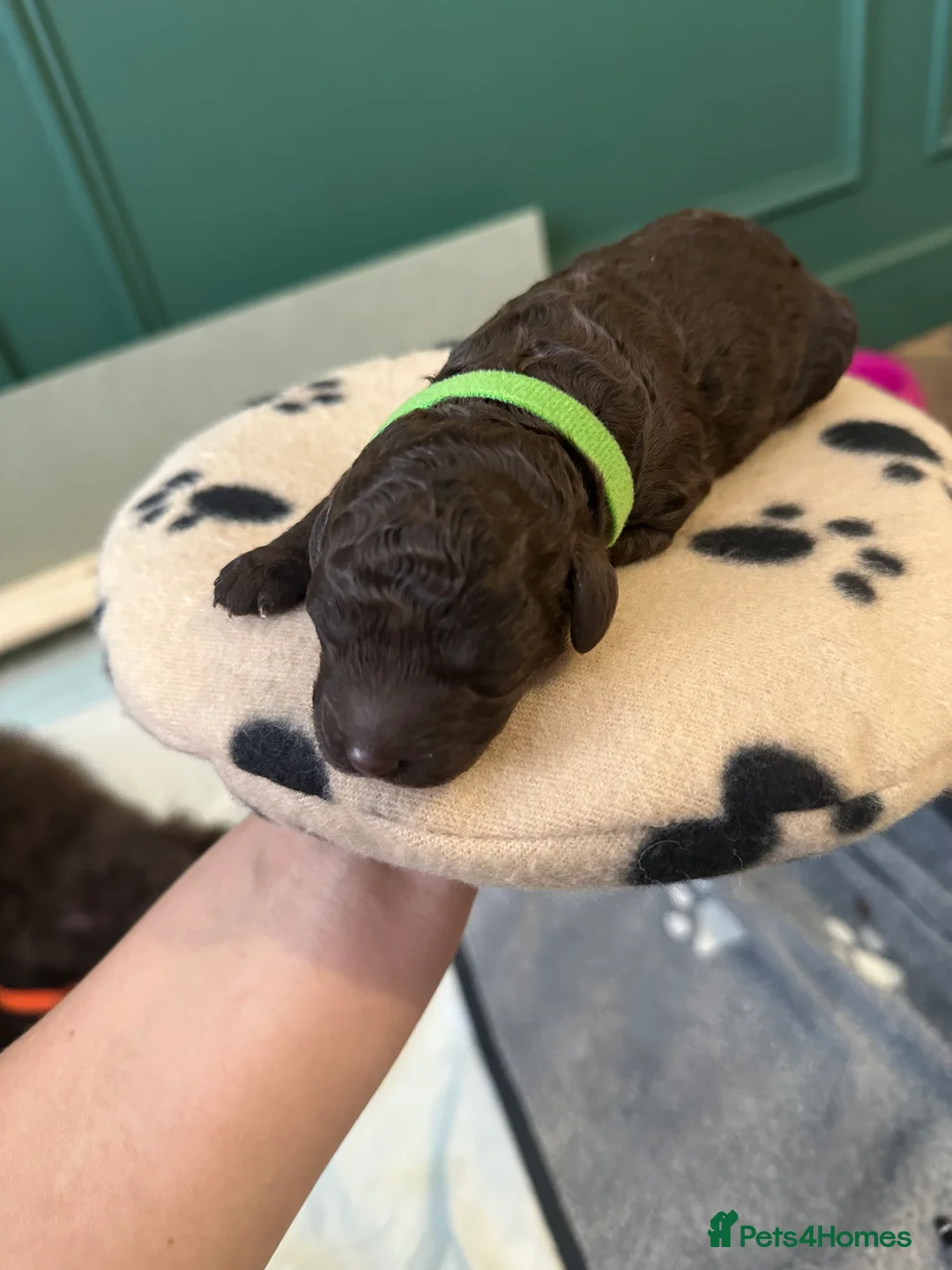 Cockapoo dogs for sale: 🤎 Premium Chocolate Cockapoo 🤎 in Worcester - Advert 15