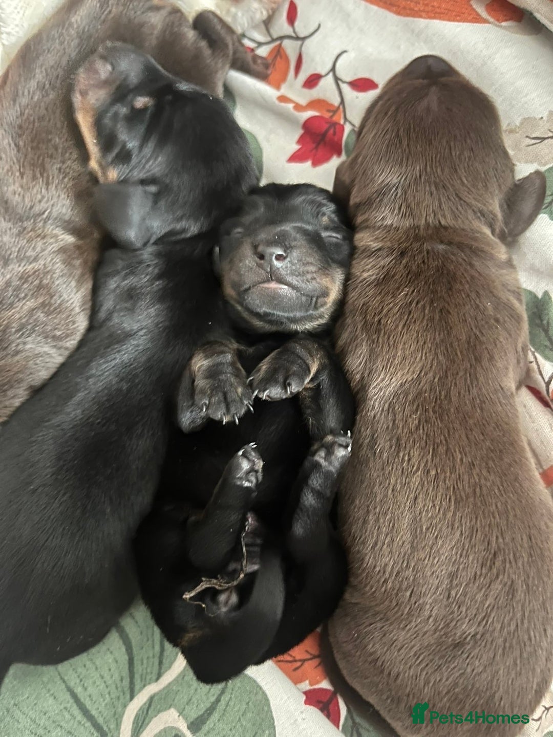 Miniature Dachshund dogs for sale: Dachshund puppies  - Image 3