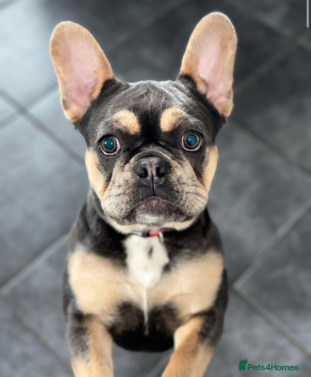 French Bulldog dogs for sale: French Bulldog–Blue & Tan Female|L4 Fluffy Carrier - Advert 1