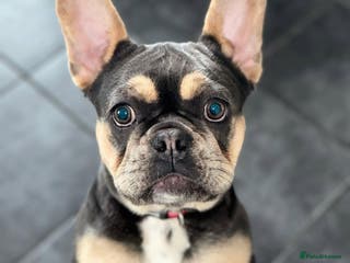 French Bulldog dogs French Bulldog–Blue & Tan Female|L4 Fluffy Carrier - Advert 1