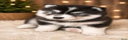 Pomsky dogs for sale: Ready 3rd June Pomsky puppies  - Advert 8