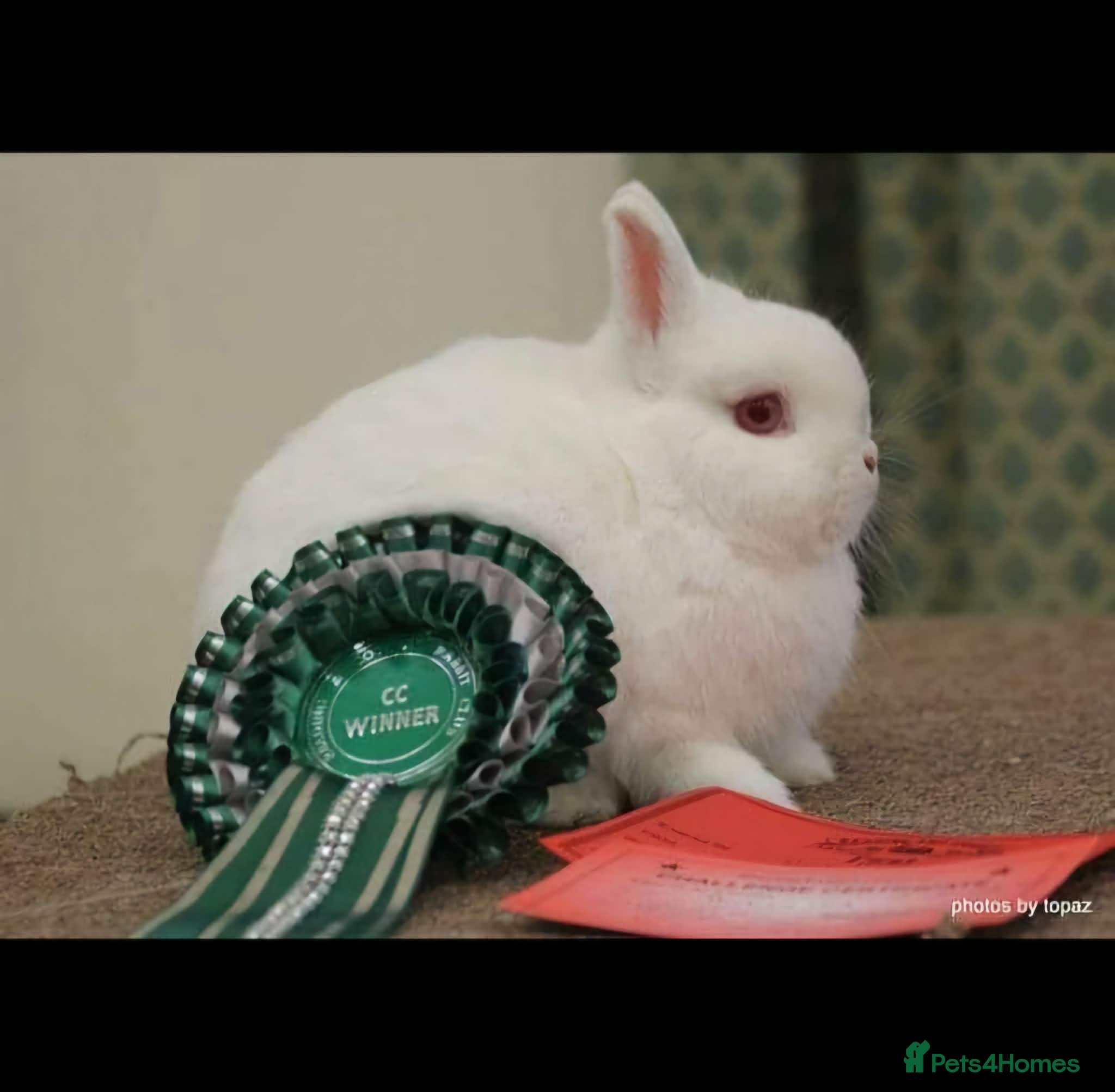 Netherland Dwarf rabbits Show rabbits Stud closure - Advert 1
