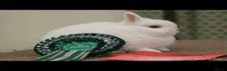 Netherland Dwarf rabbits for sale: Show rabbits Stud closure - Advert 1