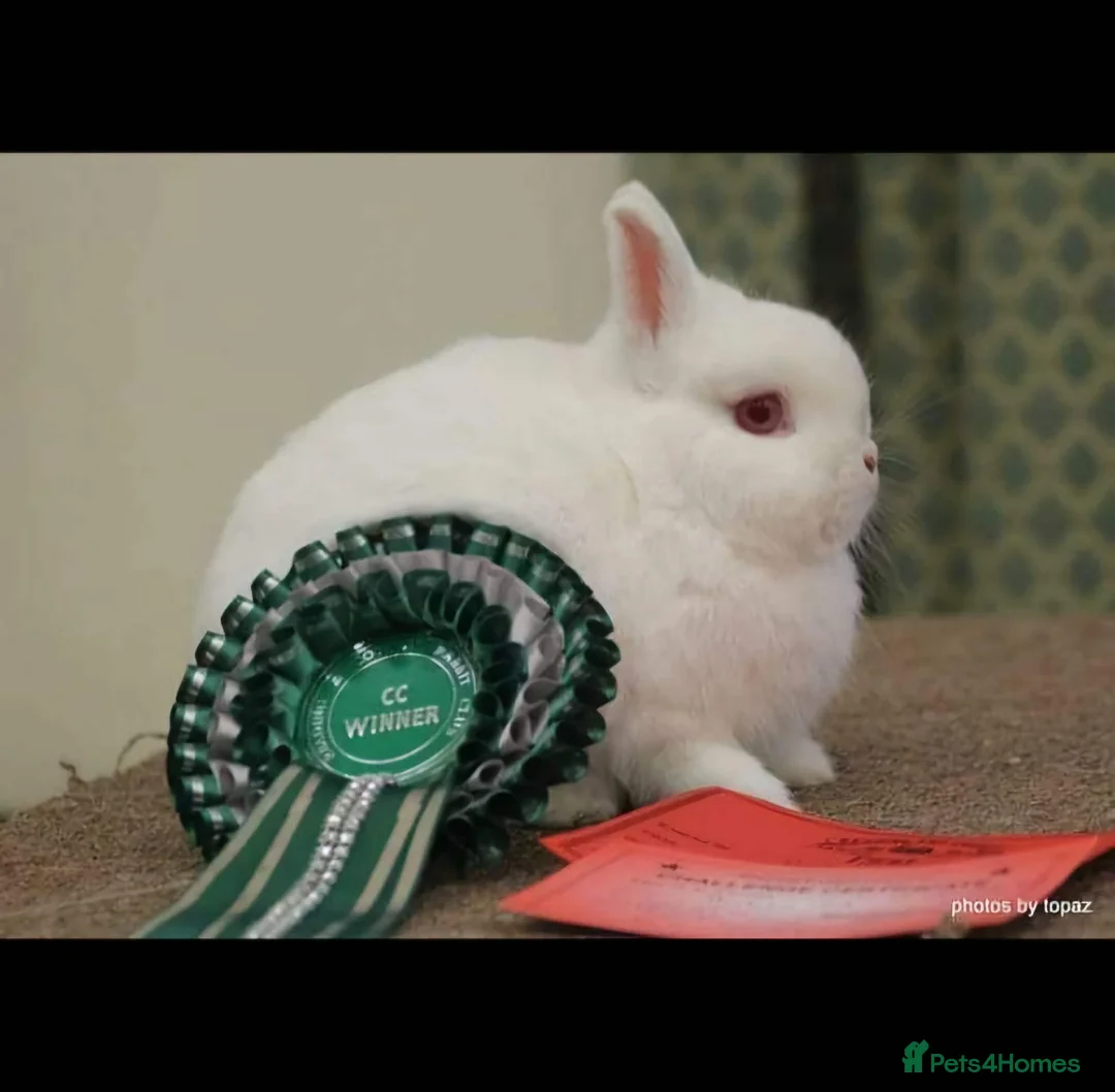 Netherland Dwarf rabbits for sale: Show rabbits Stud closure - Advert 1