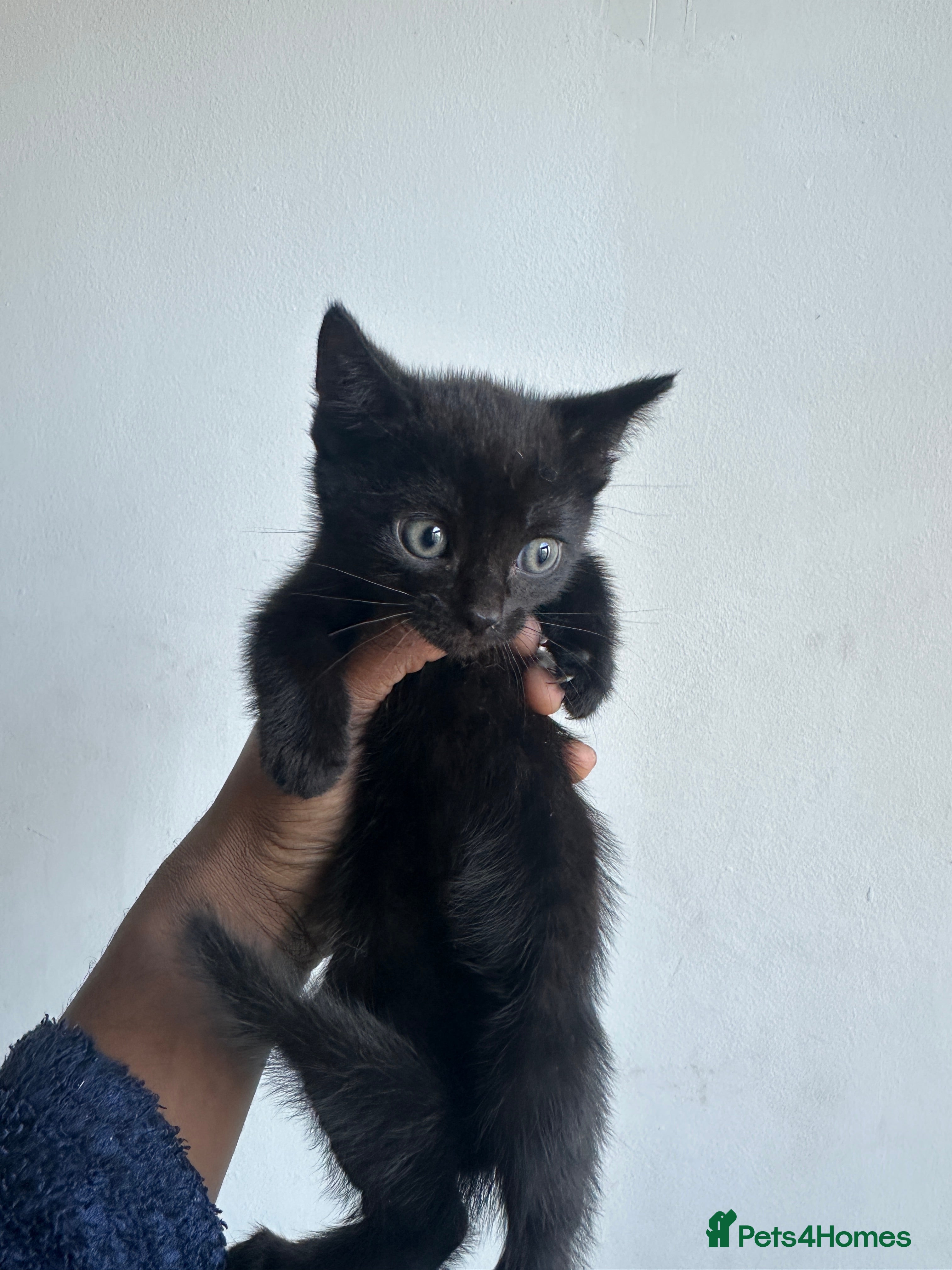 British Shorthair cats 4 playful kittens for sale  - Advert 1