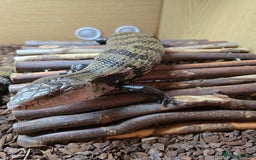 Skink reptiles for sale: Rehoming two Indonesian blue-tongued skink - Image 5