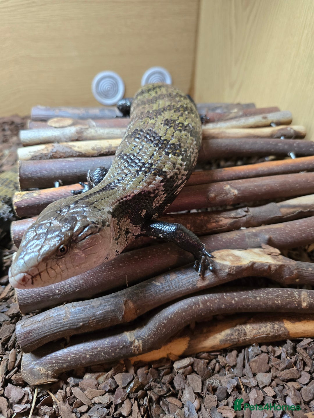 Skink reptiles for sale: Rehoming two Indonesian blue-tongued skink - Image 5