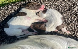 English Springer Spaniel dogs for sale: 2025 FTCH ROSEBAY BLUE,WELL MARKED LITTER ESS PUPS - Image 2