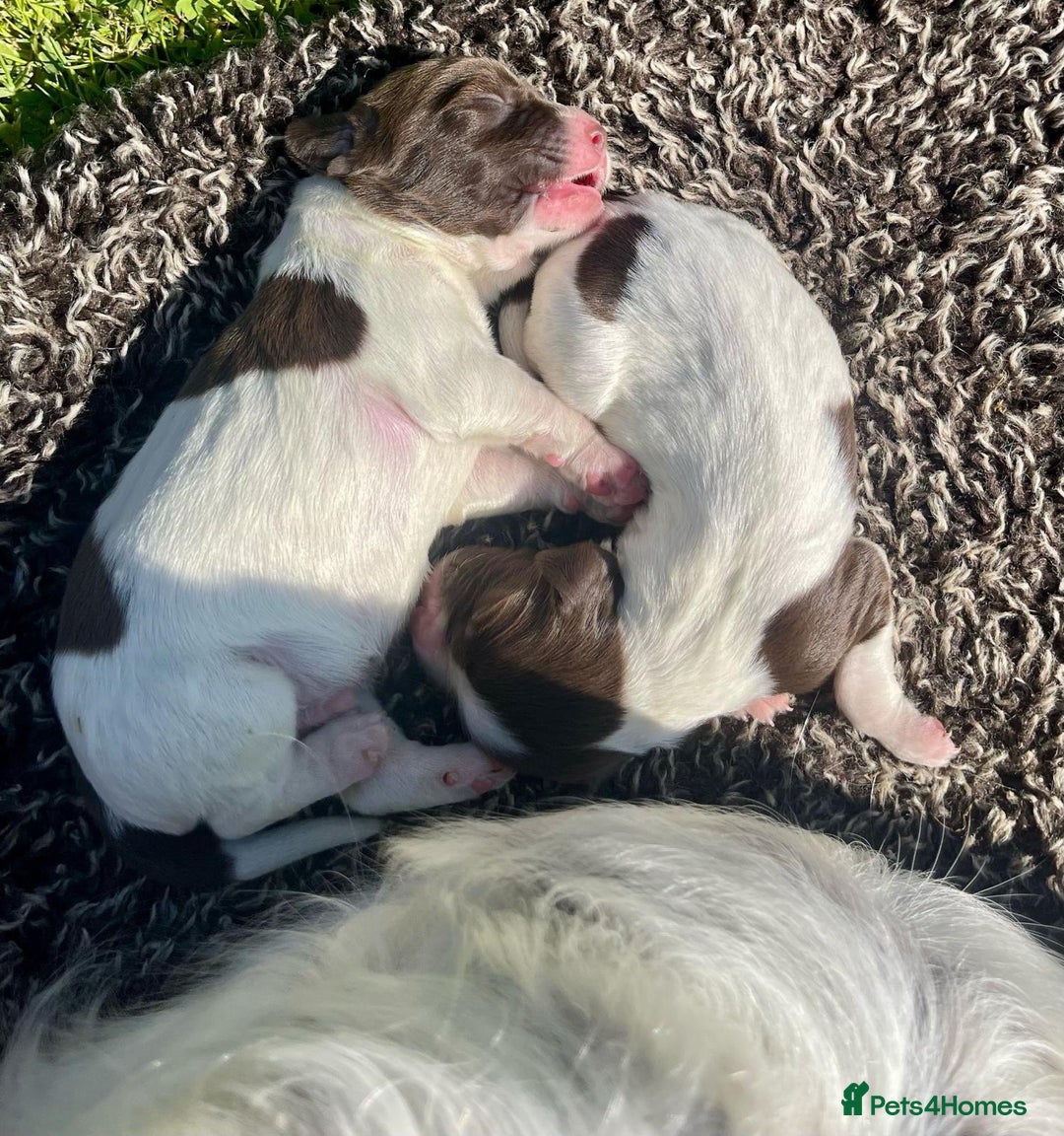 English Springer Spaniel dogs for sale: 2025 FTCH ROSEBAY BLUE,WELL MARKED LITTER ESS PUPS - Image 2