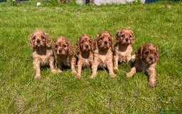Cavalier King Charles Spaniel dogs for sale: Stunning cavalier King Charles spaniel puppies. - Image 2
