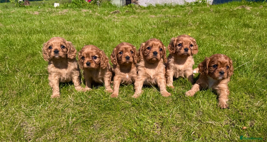 Cavalier King Charles Spaniel dogs for sale: Stunning cavalier King Charles spaniel puppies. - Image 2