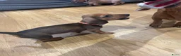 Miniature Dachshund dogs for sale: Super small and lovely - Mini dachshund  in Northampton - Advert 5