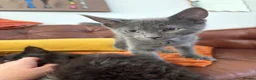 Mixed Breed cats for sale: Half Main Coon Kittens  - Advert 12