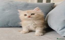 Maine Coon cats for sale: Big Chunky Maine Coon Kittens - Image 12