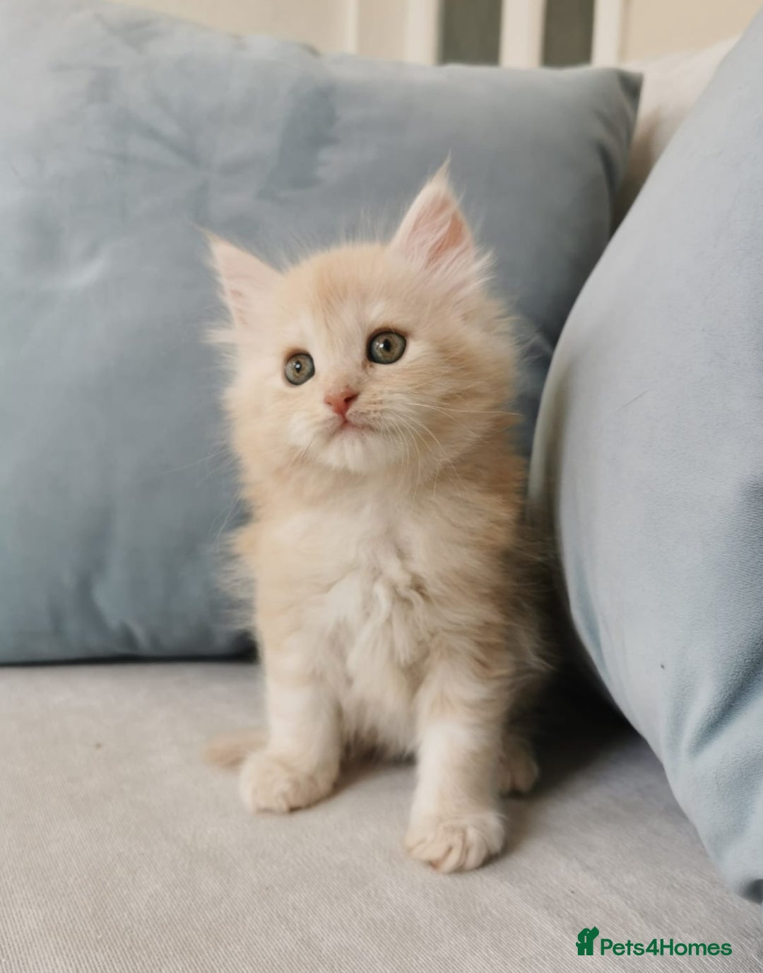 Maine Coon cats for sale: Big Chunky Maine Coon Kittens - Image 12