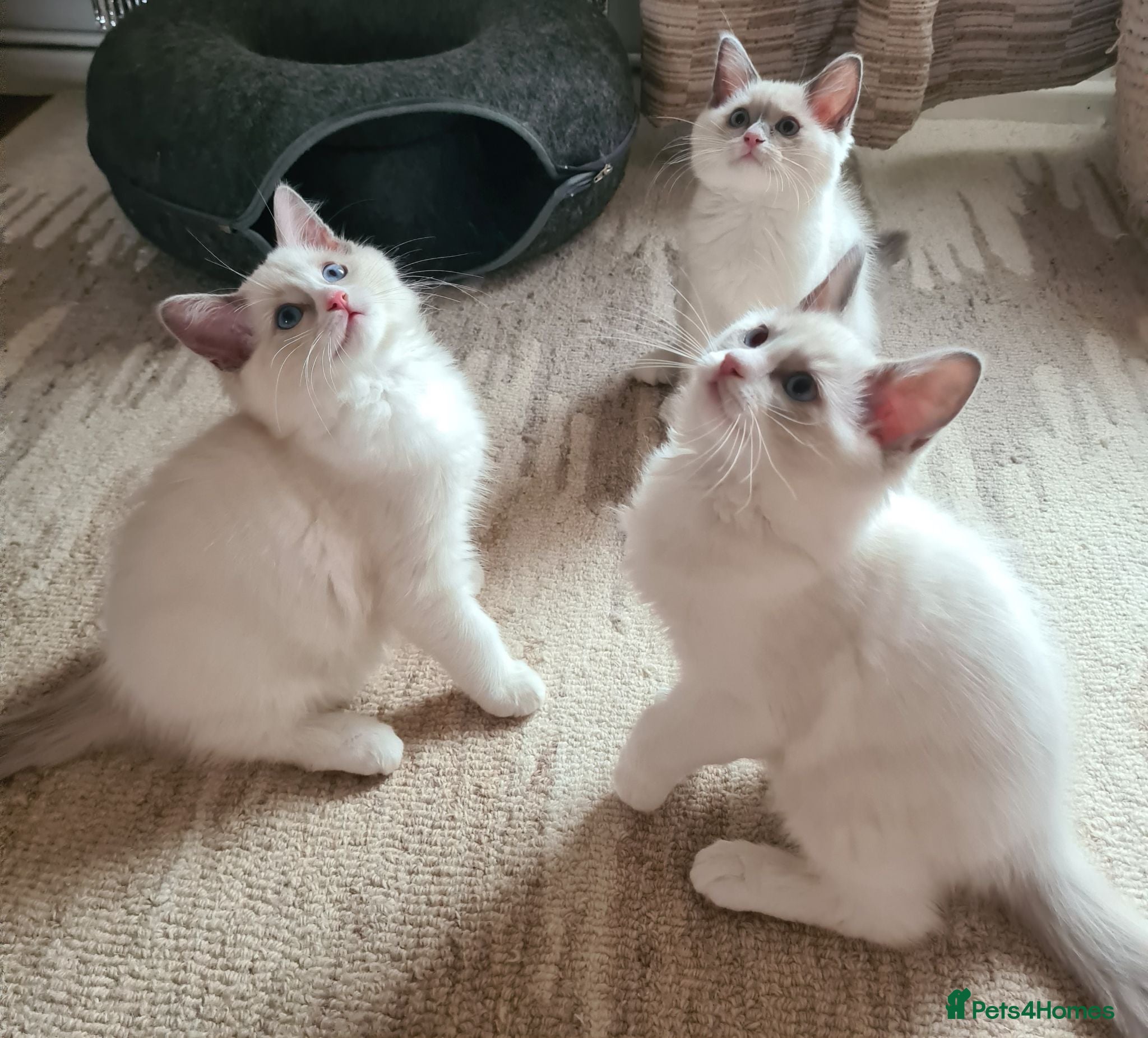 Ragdoll cats Gorgeous pure bread ragdoll kittens - Advert 2