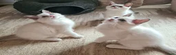 Ragdoll cats for sale: Gorgeous pure bread ragdoll kittens - Advert 1