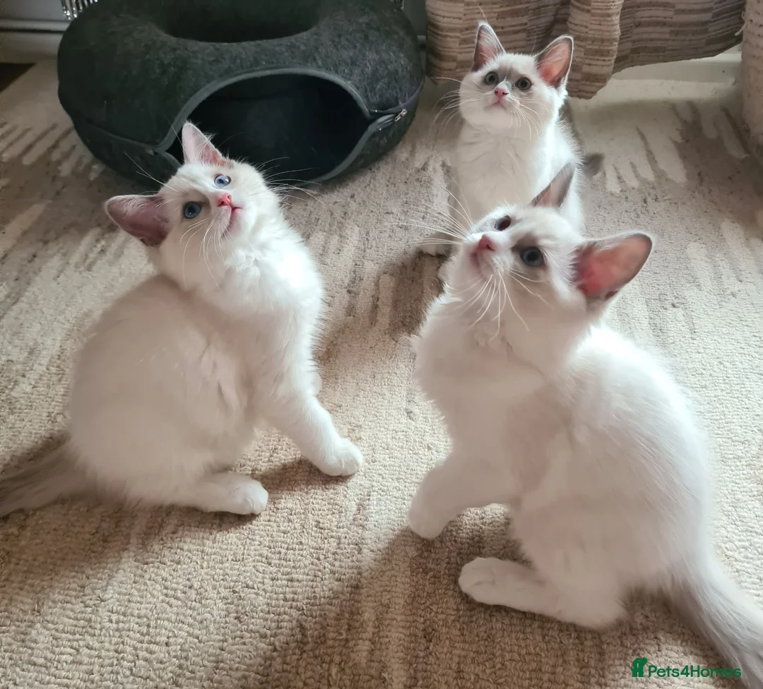 Ragdoll cats for sale: Gorgeous pure bread ragdoll kittens - Advert 1