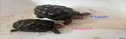 Tortoise reptiles for sale: Trio red footed tortoises - Advert 3