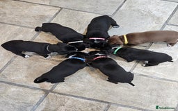 Mixed Breed dogs for sale: Litter of 7 dalmatian cross puppies - Image 6