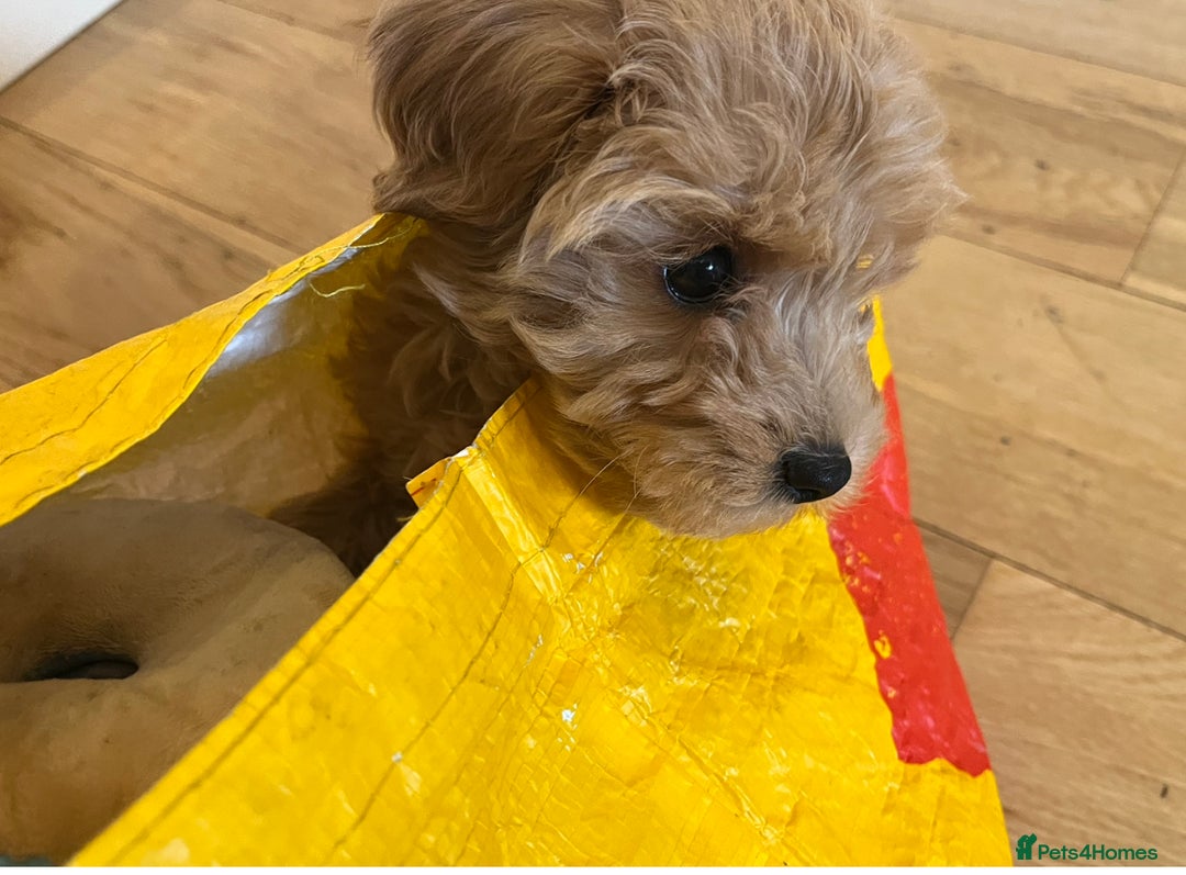 Toy Poodle dogs for stud: Leo health checked ✅  - Advert 10